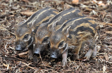 piglets