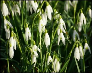 snowdrops