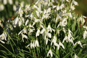 snowdrops