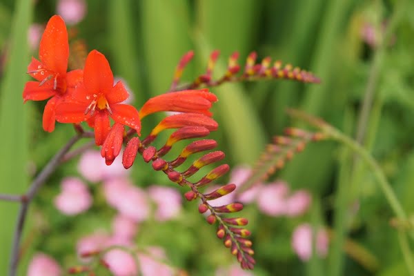 The Edinburgh Reporter Red flower in St Andrew Square