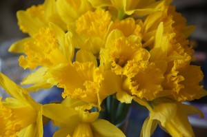 TER Daffodils