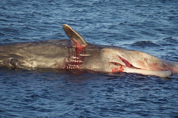 Whale at Joppa 2