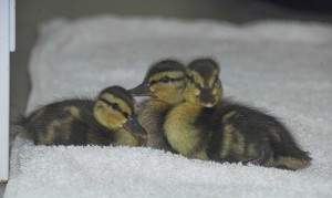 Three.of.the.ducklings.3