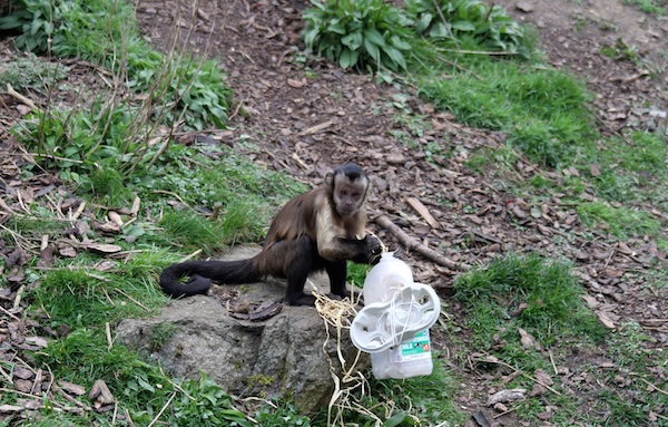 ZooExplorers_capuchinwithenrichment1