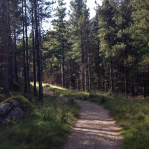 forest path near Blair House