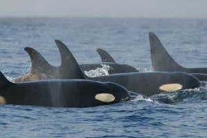 Orca_pod_southern_residents