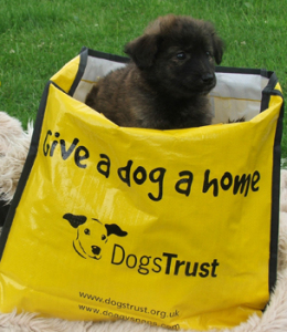 dogs-trust