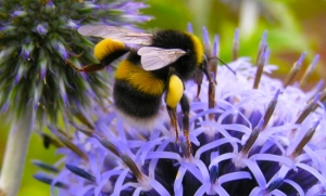 Bee - Bumblebee Conservation Trust