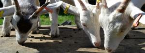 gorgie farm goats