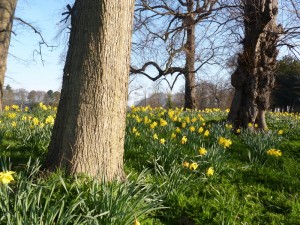 A campaign of daffodils  