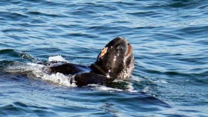 Leatherback turtle: image copyright Andy Bowen