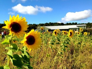 craigie's farm shop sunflowers