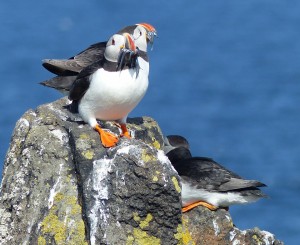 You could almost touch the puffins on the Isle of May 