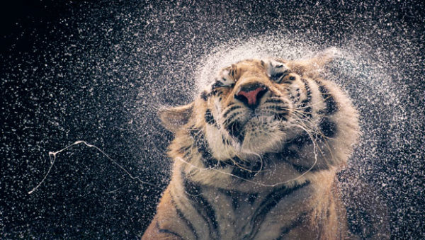 Tiger Shaking: image (c) Tim Flach