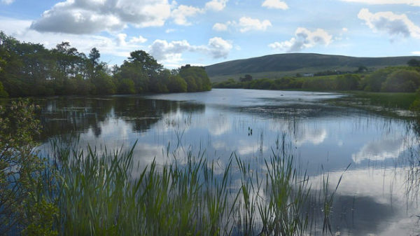 bavelaw marsh