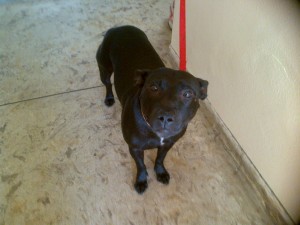 Black Staffordshire bull terrier