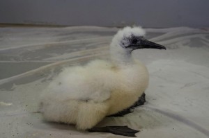 Gannet 2