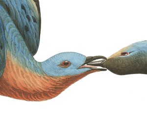 John James Audubon: Passenger Pigeons