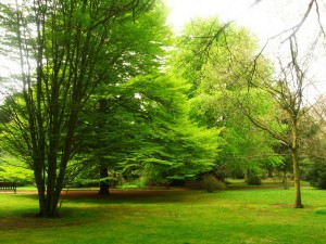 rbge trees