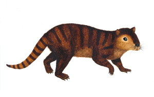 reconstruction of Kimbetopsalis simmonsae credit Sarah Shelley