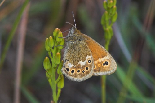 Large Heath - Butterfly Conservation - Meathop Mos Copyright Butterfly Conservation