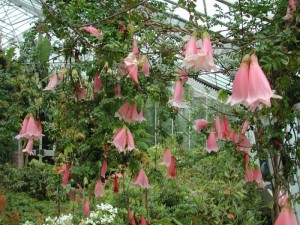 rhododendrons at rgbe 2