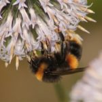 buff tailed bumblebee (Grahame Madge)