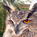 eurasian eagle owl - corrio raptor care & rehabilitation