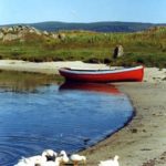 gigha and ducks