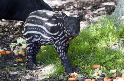 16-07_13_MalayanTapir_Baku_05_kp