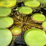 Victoria amazonica