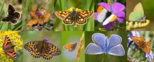 butterflies-of-sw-scotland