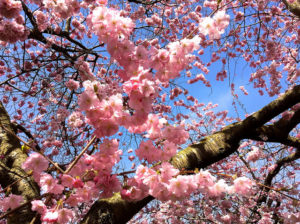 blossom on tree penny reid