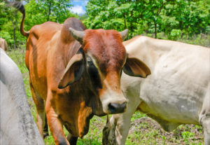 nicaraguan cow