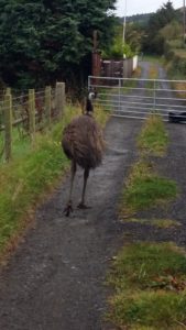 emu-rescue-2