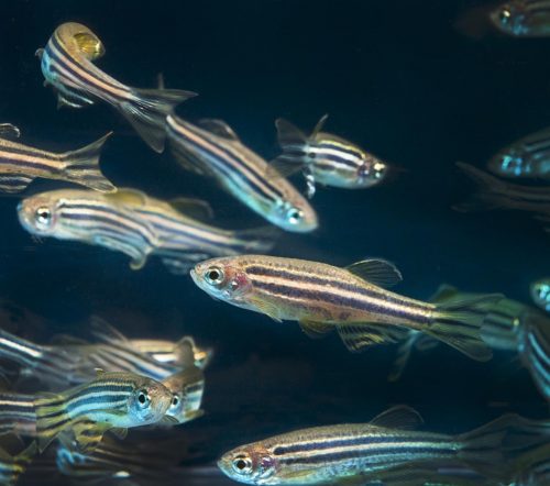 zebrafish-pic