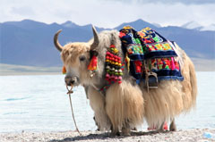 yak