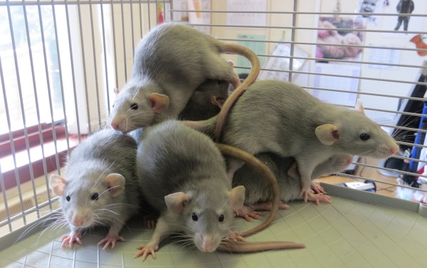 Rats abandoned beside bins in West Norton Place | The Edinburgh Reporter