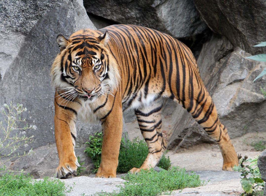 New big cat arrives at Edinburgh Zoo | The Edinburgh Reporter