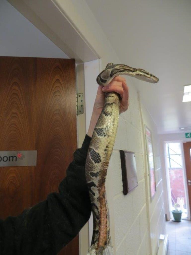 Badly burned snake found in East Lothian | The Edinburgh Reporter