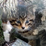 Wildcat kitten_Credit_JanMorse