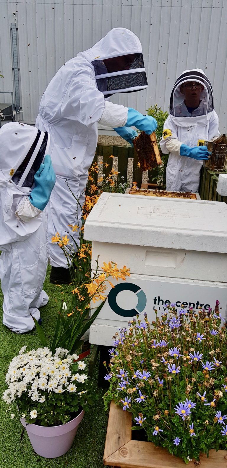 Calling all schools – win a bee garden here | The Edinburgh Reporter