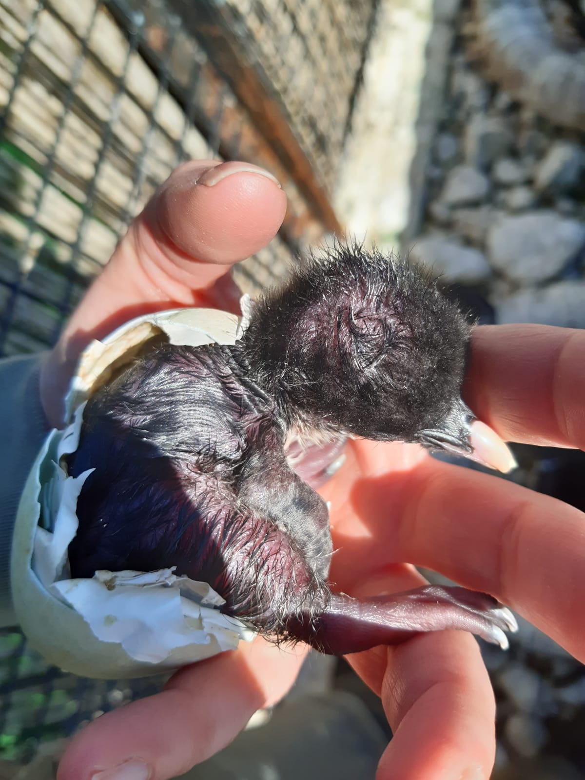 Edinburgh Zoo shows live penguins hatching on webcam | The ...