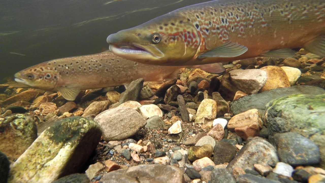 Urgent action needed to save wild Atlantic salmon | The Edinburgh Reporter