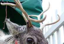 Close up headshot of reindeer with red harness
