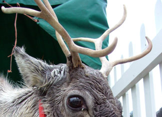 Close up headshot of reindeer with red harness