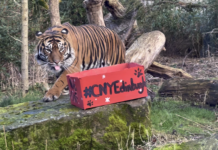 Tiger with box of enrichment infant with Happy Chinese New Year written on it