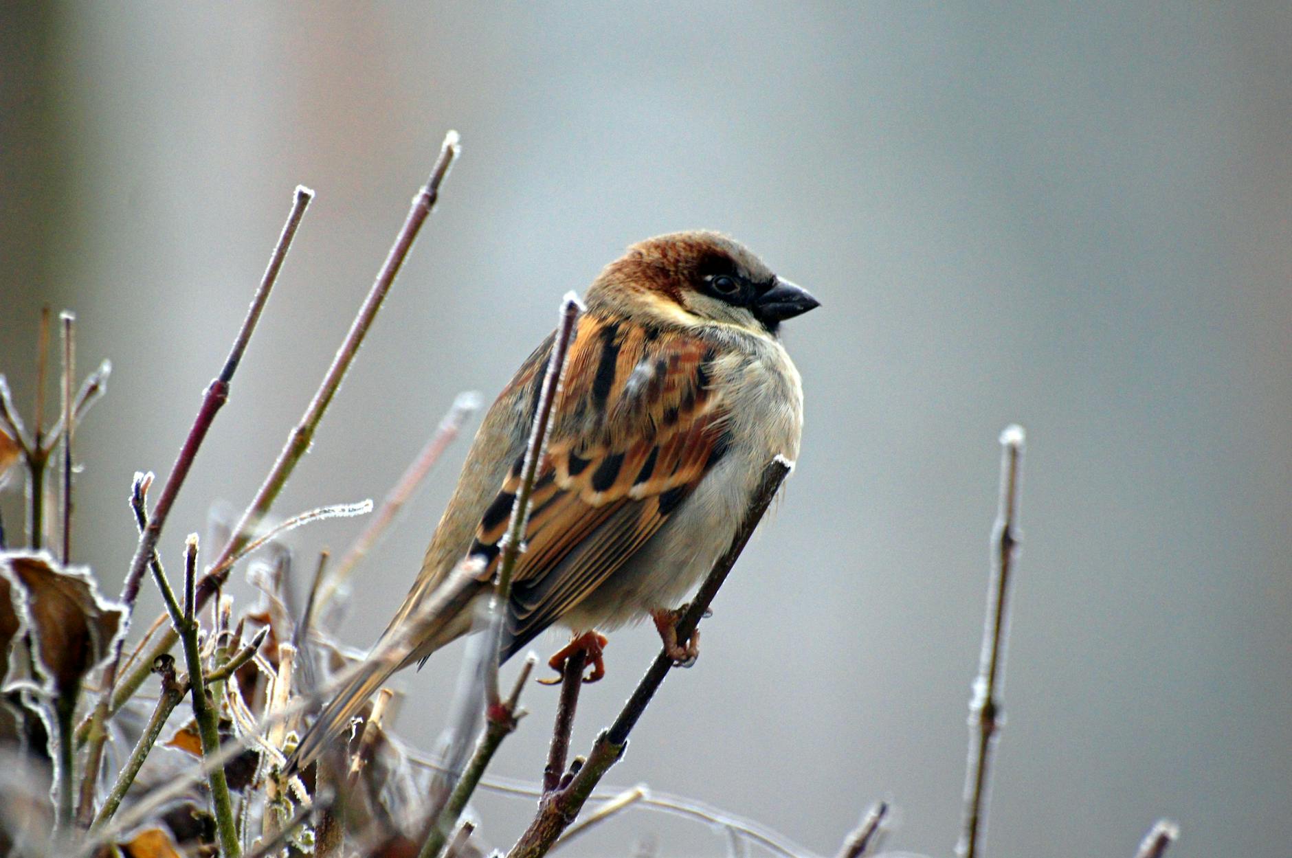 brown and white bird on tree