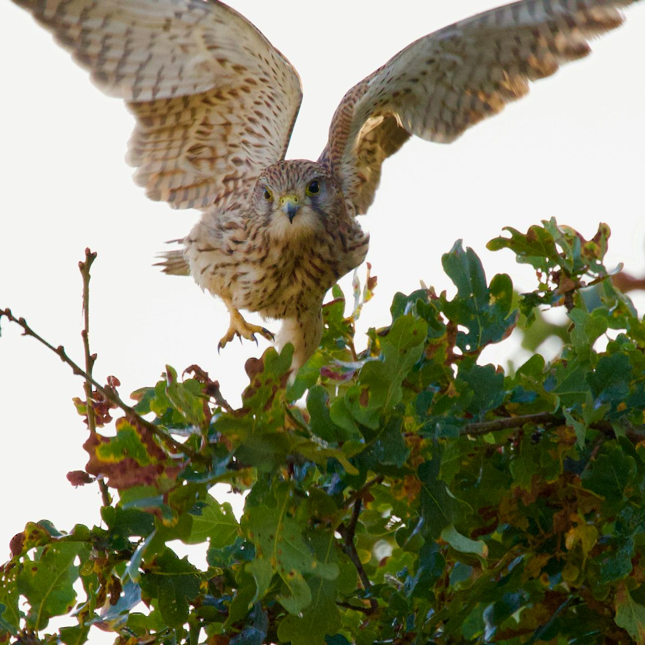 common kestrel landing on tree