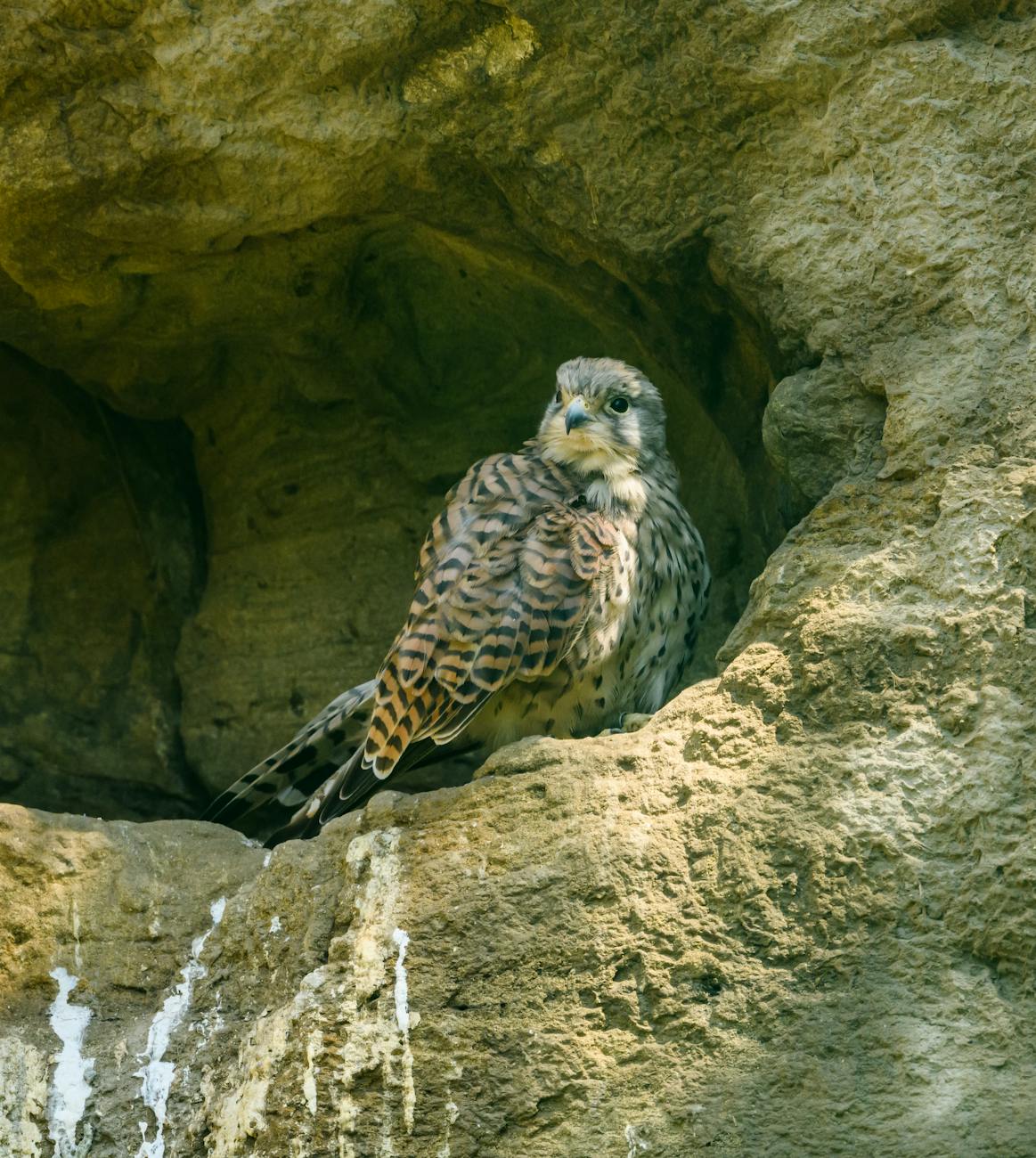 kestrel sitting on rock